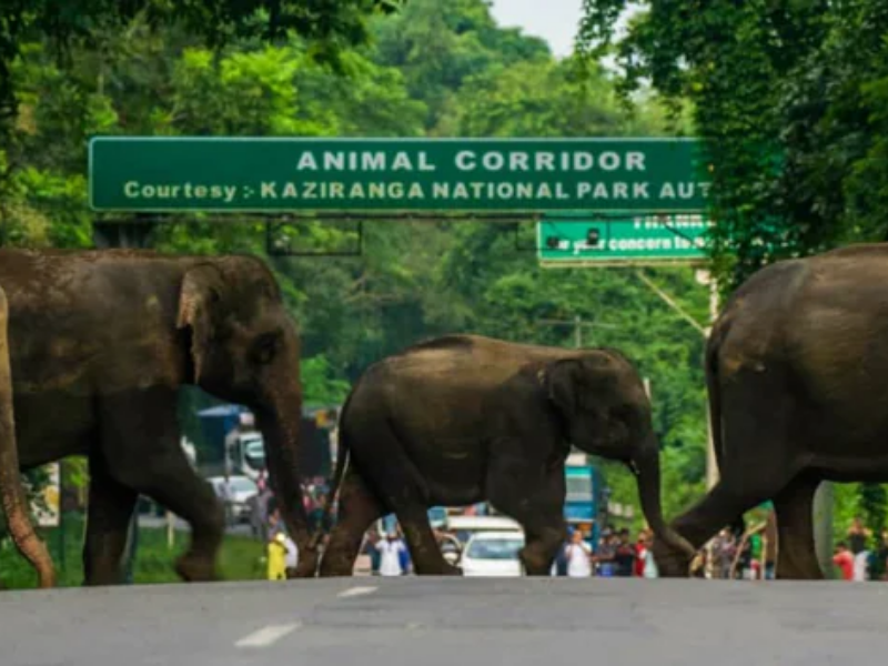 Kaziranga